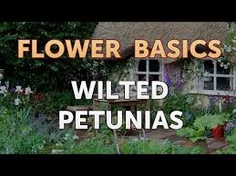 Maybe you would like to learn more about one of these? Wilted Petunias Youtube