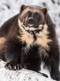 Image result for wolverine