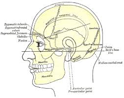 The occipital bone houses the back part of the brain and is one of seven bones that come together to form the skull. Surface Anatomy And Surface Markings Human Anatomy