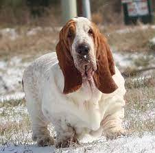Purebred basset hound puppies & dogs for sale. Bassethound Houstontexas Home Facebook