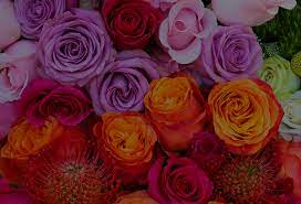 24 Rose Colors Meanings Ultimate Guide To Shades Symbolism