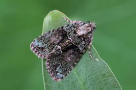 Image result for Cryphia algae