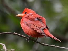 Seeing the bird may require some patience, because it usually moves rather slowly in the treetops, often remaining hidden among the leaves. Summer Tanager Identification All About Birds Cornell Lab Of Ornithology