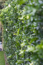 Evergreen hedges make wonderful living privacy screens and wind or noise breaks. The Top 5 Fast Growing Privacy Plants Houzz Au