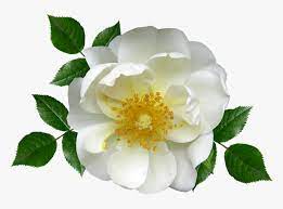 30+ trend terbaru background bunga sakura putih. Flower White Rose Blossom Plant Vektor Bunga Mawar Putih Png Transparent Png Transparent Png Image Pngitem