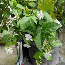 Image result for Jasminum schimperi