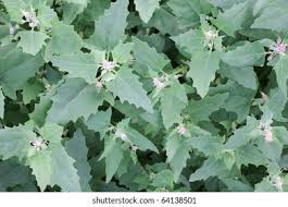 Image result for Atriplex