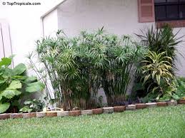 Image result for Cyperus amauropus