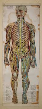 vintage medical chart medical illustration vintage