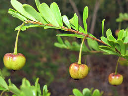 Image result for Picrodendraceae