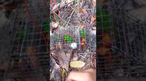 Dimana yang bersangkutan menanyakan bagaimana cara mematikan windows dengan shortcut windows + alt f4. Jebak Serindit Lepas Balik Youtube