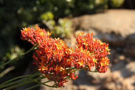 Image result for Kalanchoe rotundifolia