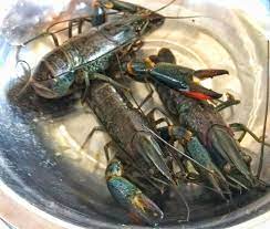 Harga lobster terbaru 2021,lobster air laut, dan lobster air tawar. Lobster Air Tawar Crawfish Food Culinary Steemit