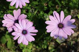 Freie kommerzielle nutzung keine namensnennung top qualität. Bornholm Margerite Pflege Und Uberwintern Hausgarten Net