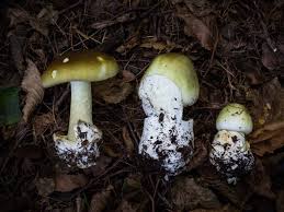 Maybe you would like to learn more about one of these? Poisonous Mushrooms And Mushroom Poisoning Foraging With Care Gone71 N