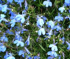 Image result for Lobelia erinus