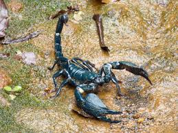 Cute rare tropical rainforest animals. James Dauris Sur Twitter In Sinharaja Unesco World Heritage Site And The Last Viable Area Of Primary Tropical Rainforest In Srilanka Home To Rare Endemic Trees And Plants 50 Of