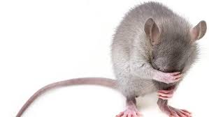 Cara agar rumah bebas tikus / cara agar rumah tidak ada tikus 1. 10 Cara Mengusir Tikus Di Rumah Dengan Bahan Alami Ragam Bola Com