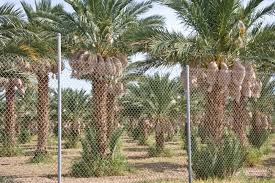 A new study by university of california, riverside, researchers shows that rhynchophorus palmarum, also known as the american or black palm weevil, can fly much the results, published in june in the journal of economic entomology, do not bode well for the southern california date palm industry. Verdant Tree Farm Medjool Date Palms Dates Getting Ready For Harvest Tree Farms Palm Trees Farm