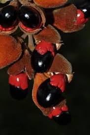 Image result for Ellipanthus