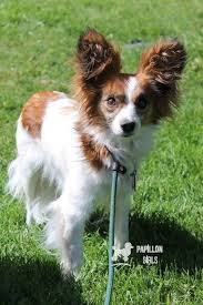1.7 how to train your dachshund papillon papillon and dachshund mix will naturally require a lot of attention and love from the family, and in return, they will be devoted friends and. Adoption Pending Leo Is A Male Dog Papillon Mix Located At Ruff Rescue Of Co Papillon Dog