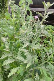 Image result for Carduus leptacanthus