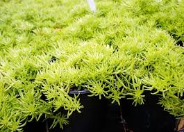 Image result for Limeum sulcatum