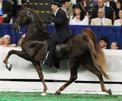 2001 world champion model tennessee walking horse, armed son of a gun is standing at stud at walkers west in texas. Us Prasident Trump Legt Horse Soring Verbot Auf Eis