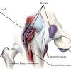 This mri male pelvis axial cross sectional anatomy tool is absolutely free to use. 1