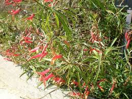 Image result for Isoglossa laxiflora