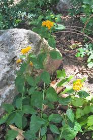 Check spelling or type a new query. The 9 Best Full Sun Flowering Perennials For Zones 7 11 Gardener S Path