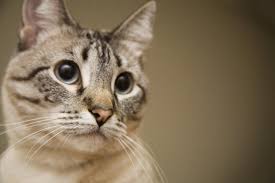 Ask a professional cat vet anytime. Feline Herpes Virus Fhv 1 For Cats Vetlexicon Felis From Vetlexicon Definitive Veterinary Intelligence