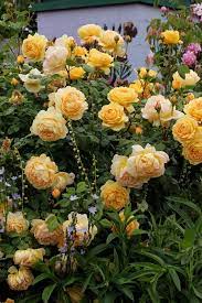Pin On Garden Roses