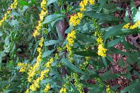 Image result for Solidago