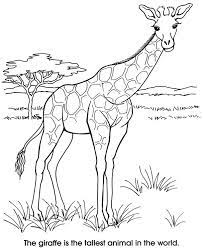 Welcome To Dover Publications Giraffe Coloring Pages Zoo Animal Coloring Pages Zoo Coloring Pages