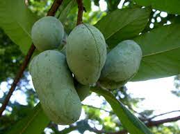 The fruit has an unusual taste, somewhat like a mix of banana, pineapple, and mango. Pawpaw The Fruit America Forgot Michigan Radio