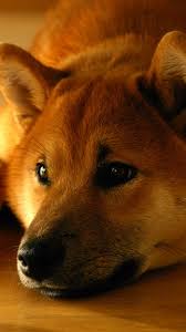 Find the best doge wallpaper 1920x1080 on getwallpapers. Doge Wallpaper Iphone Posted By Samantha Anderson