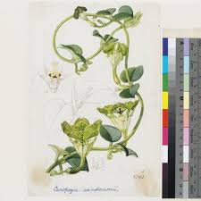 Image result for Ceropegia arenarioides