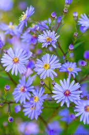 Image result for Aster