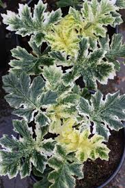 Image result for Acanthus polystachyus