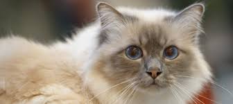What Colors Can Birman Cats Be? | Litter-Robot