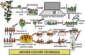 We did not find results for: What Is Anther Culture History Methods And Protocol Biology Reader