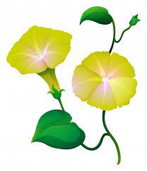Download Morning Glory Flower In Yellow Color For Free Flowers For Mom Blue Morning Glory Morning Glory Flowers