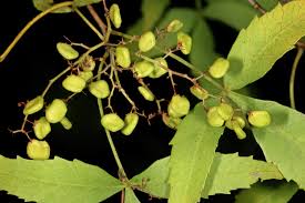 Image result for Searsia leptodictya