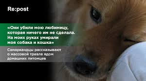 Samarkandcy O Massovom Otravlenii Yadom Domashnih Pitomcev