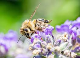 Andreas Danzinger On Instagram Fleissige Arbeiterin Im Garten Foto Vom Sommer 2019 Macrophotography Flowers In 2020 Bee Friendly Flowers Bee Friendly Animals