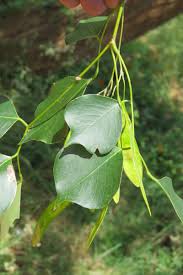 Image result for Dalbergia sissoo