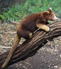 Among the monkey species, pygmy marmoset is the smallest and one of the very small primates in the world. Tree Kangaroo Wikipedia