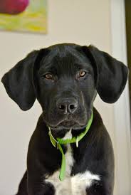 Great dane lab mix is a cross of labrador retriever and great dane also known as labradane. Black Lab Great Dane Mix Puppy Cheap Online