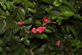 Image result for Ochna barbosae